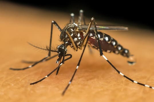 Santa Catarina passa dos 100 mil casos de dengue