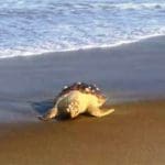 Tartaruga é encontrada morta na orla da Praia Brava, em Itajaí