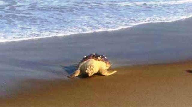 Tartaruga é encontrada morta na orla da Praia Brava, em Itajaí
