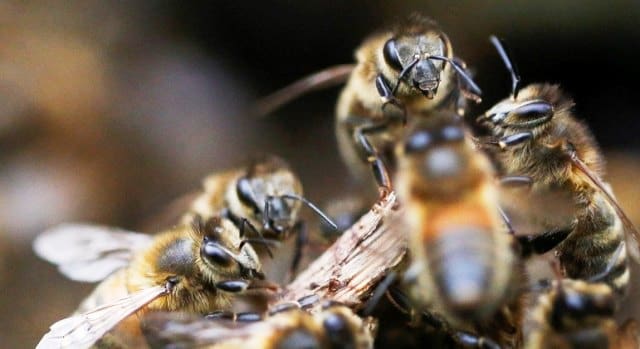 Ataques de abelhas deixam oito pessoas feridas em Itajaí e Penha