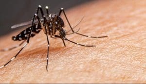 Dia D contra a dengue em Rio do Sul será nesta terça-feira