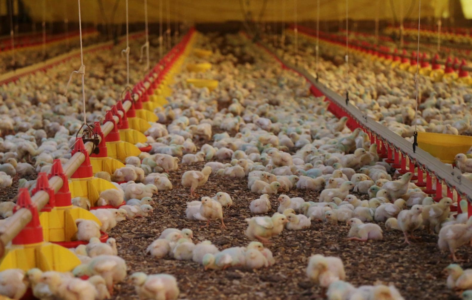 Prejuízo diário no setor de suínos e aves pode chegar a R$ 36 milhões