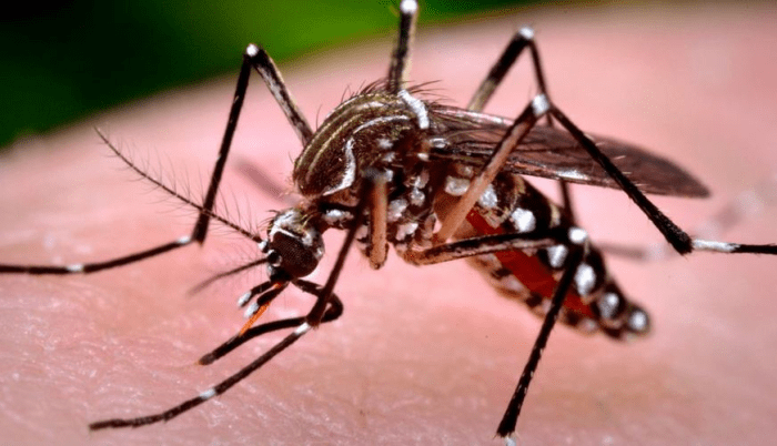 É lançado o Plano de Contingência para o enfrentamento da dengue