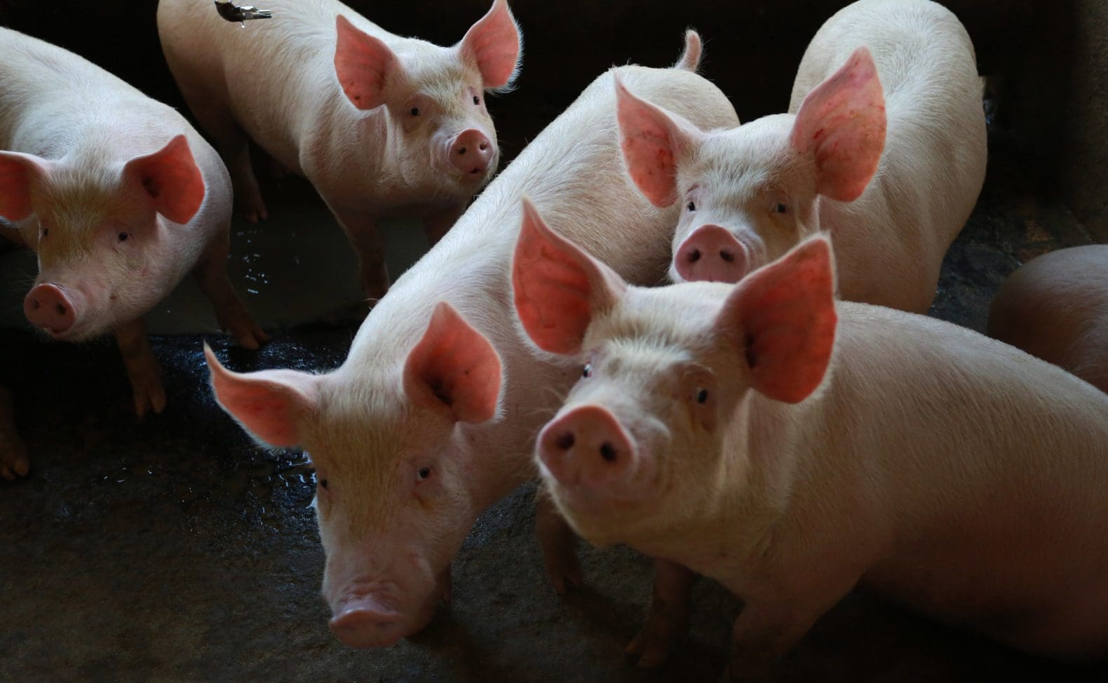 Exportação de carne suína de SC alcança recorde em julho