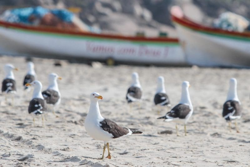 Brasil confirma primeiros casos de gripe aviária em aves silvestres