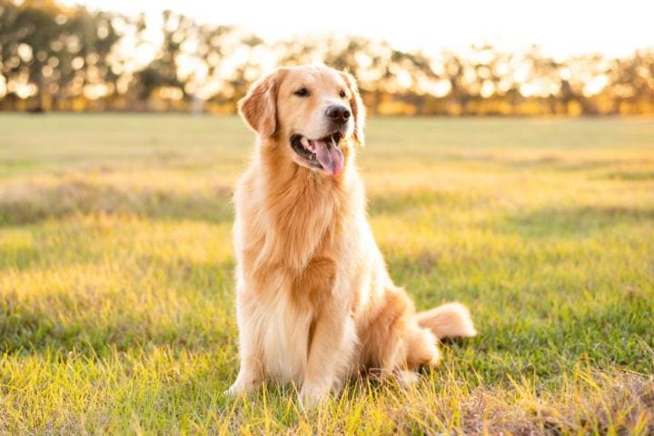 Mulher com suspeita de autismo ganha na justiça direito de viajar com cão