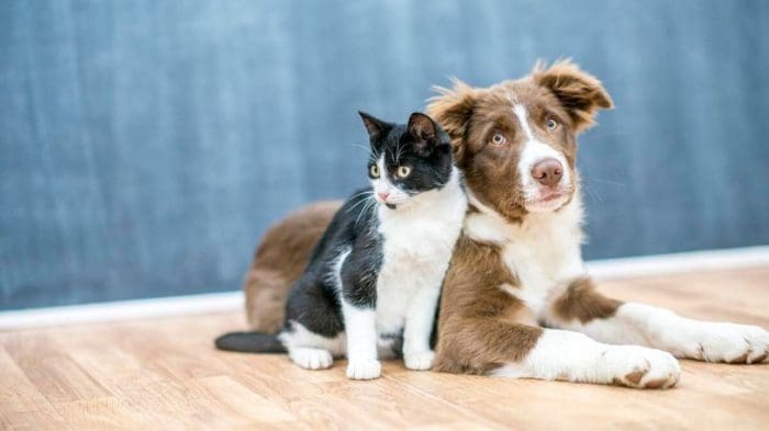 Senado aprova guarda compartilhada de pets após separação de casal