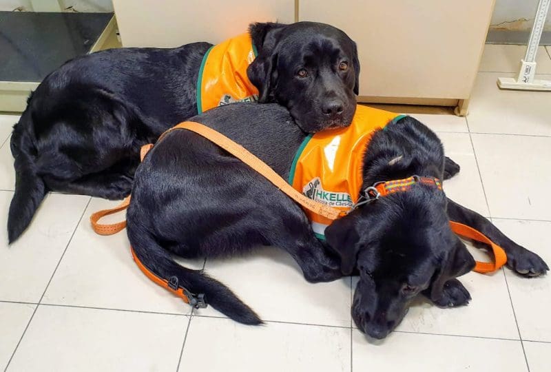 Cãoterapia leva alegria a pacientes no Hospital Joana de Gusmão