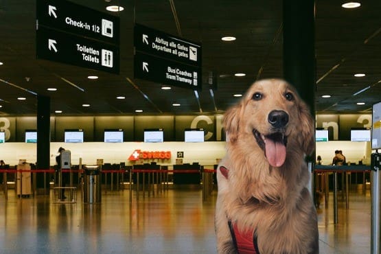 Passageira com transtorno mental é autorizada a viajar com cão de apoio em SC 