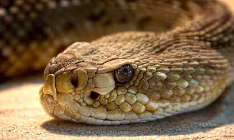 10 cobras peçonhentas que estão entre as mais perigosas do mundo