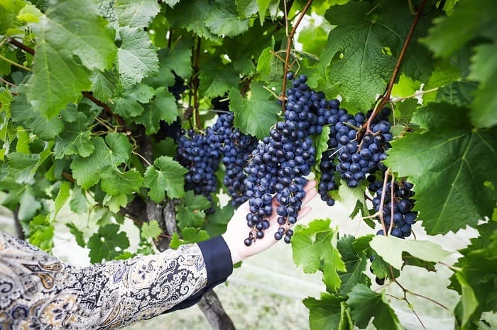 Diplomatas conhecem vinícola na Serra Catarinense