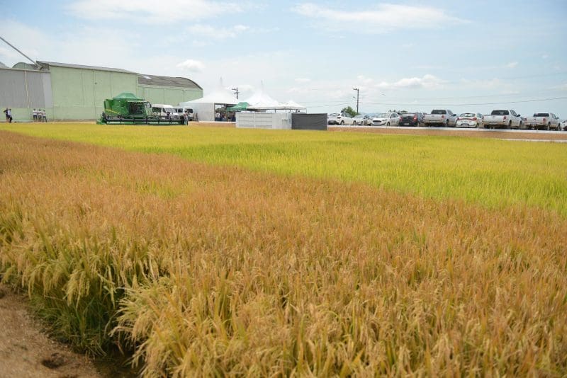 Produtividade do arroz catarinense cresce 23% em 10 anos