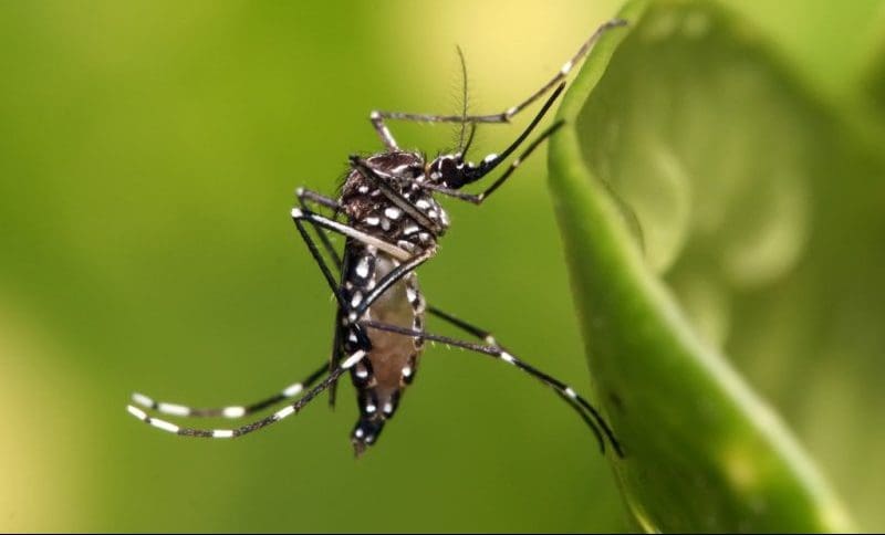 Dengue continua fazendo vítimas em Santa Catarina