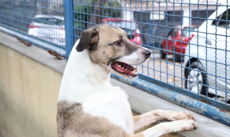 São José terá evento de castração e adoção de animais em 29 de julho