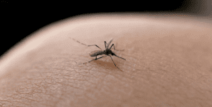 Joinville confirma quarta morte por dengue neste ano de 2023