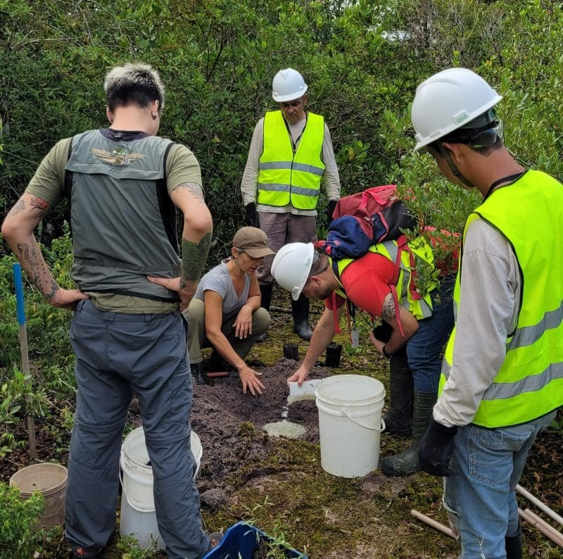 Institutos se unem para preservar espécie rara de flor catarinense