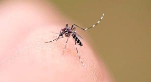 Itajaí, BC e Camboriú registram quase 800 focos de dengue e alerta para doença