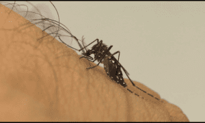 Brusque chega ao 6º caso de dengue no ano