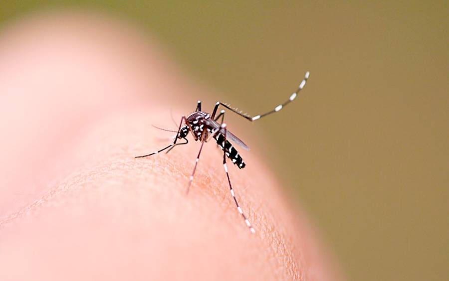 Dengue: Agentes de endemias fazem pulverização nesta quarta-feira no Bateas