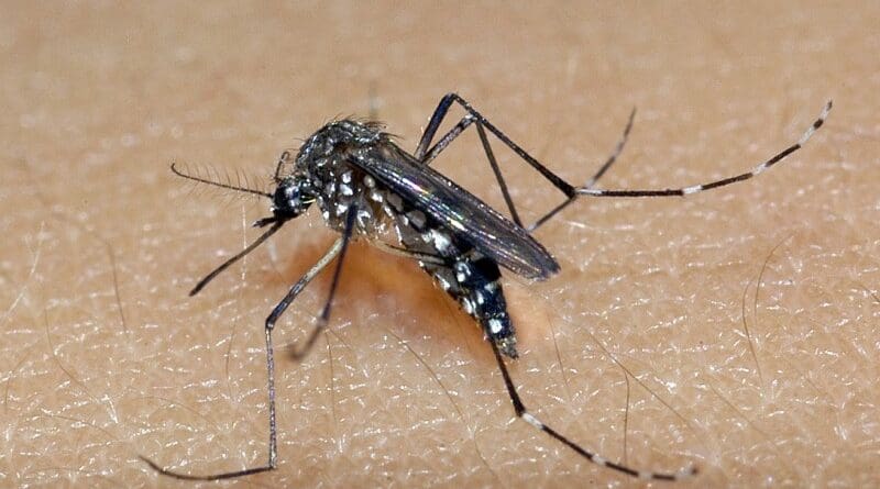 Xanxerê registra mais um caso de dengue autóctone