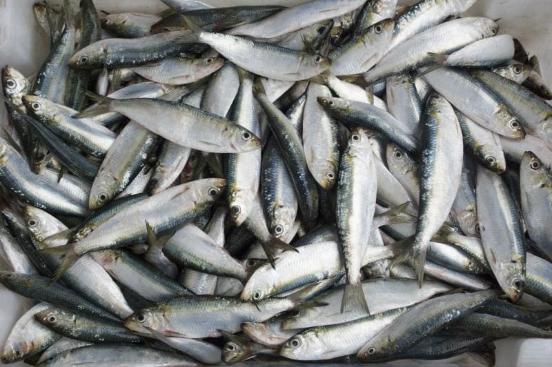 Fechado acordo pelo preço mínimo da sardinha em 2023