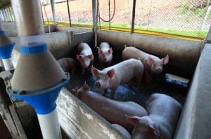 Agricultura e agronegócio impulsionam a economia de Santa Catarina