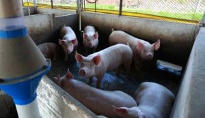 Conflitos no Oriente Médio pressionam cadeia de proteína animal em SC