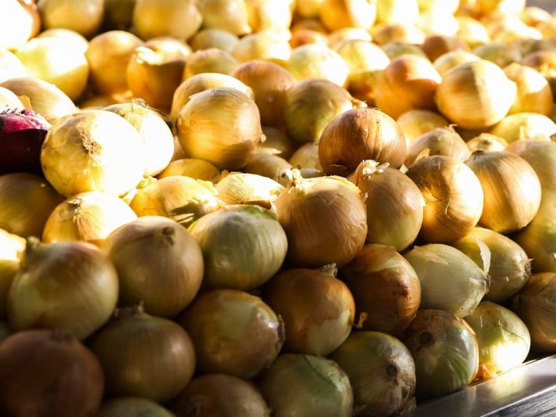 Santa Catarina registra maior safra de cebola dos últimos anos