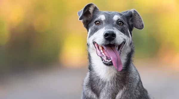 Florianópolis terá evento voltado para pets neste domingo