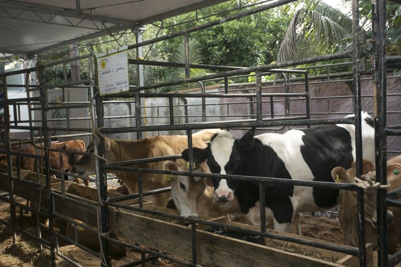 Abertas as inscrições para desfile de animais na Festa da Integração  