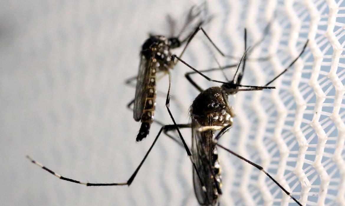 São João tem 4 bairros com alta infestação de mosquito da dengue