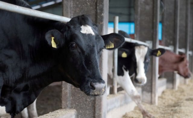 Na contramão: Produção de leite cresce em SC e diminui na maioria dos estados