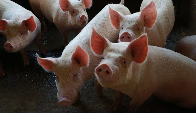 SC celebra 8 anos do de certificação como Zona Livre de Peste Suína Clássica