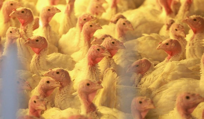 Santa Catarina exporta US$ 1,34 bilhão em carnes de janeiro a abril
