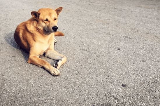 Cão mais antigo do mundo viveu há 15,8 mil anos