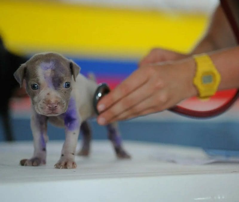 Clínicas veterinárias de Brusque devem denunciar  maus-tratos a animais