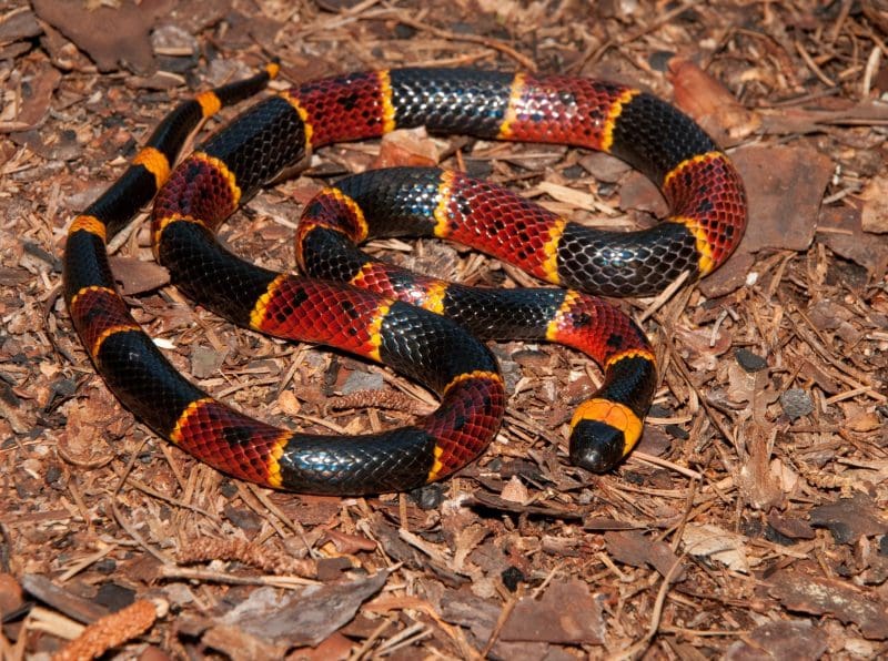 Cobra é capturada dentro de residência em Brusque