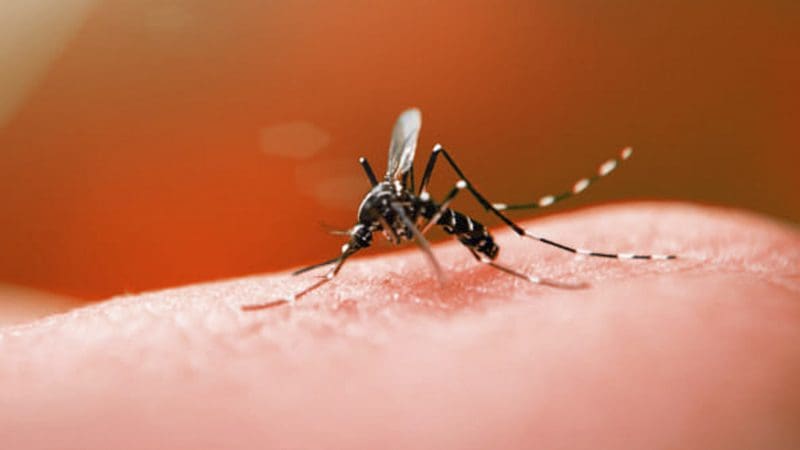 Santa Catarina chega a 65 mortes por dengue em 2023