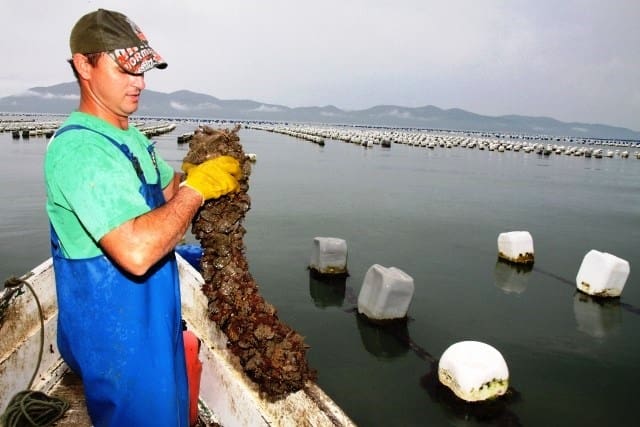 Santa Catarina discute medidas para enfrentar prejuízos na maricultura