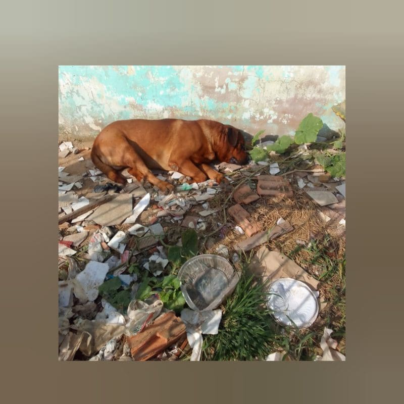 Cão em ambiente sujo chama atenção de moradores de Itajaí