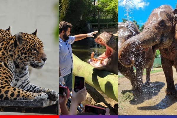 GNews te leva de graça para o Zoo Pomerode; saiba como concorrer