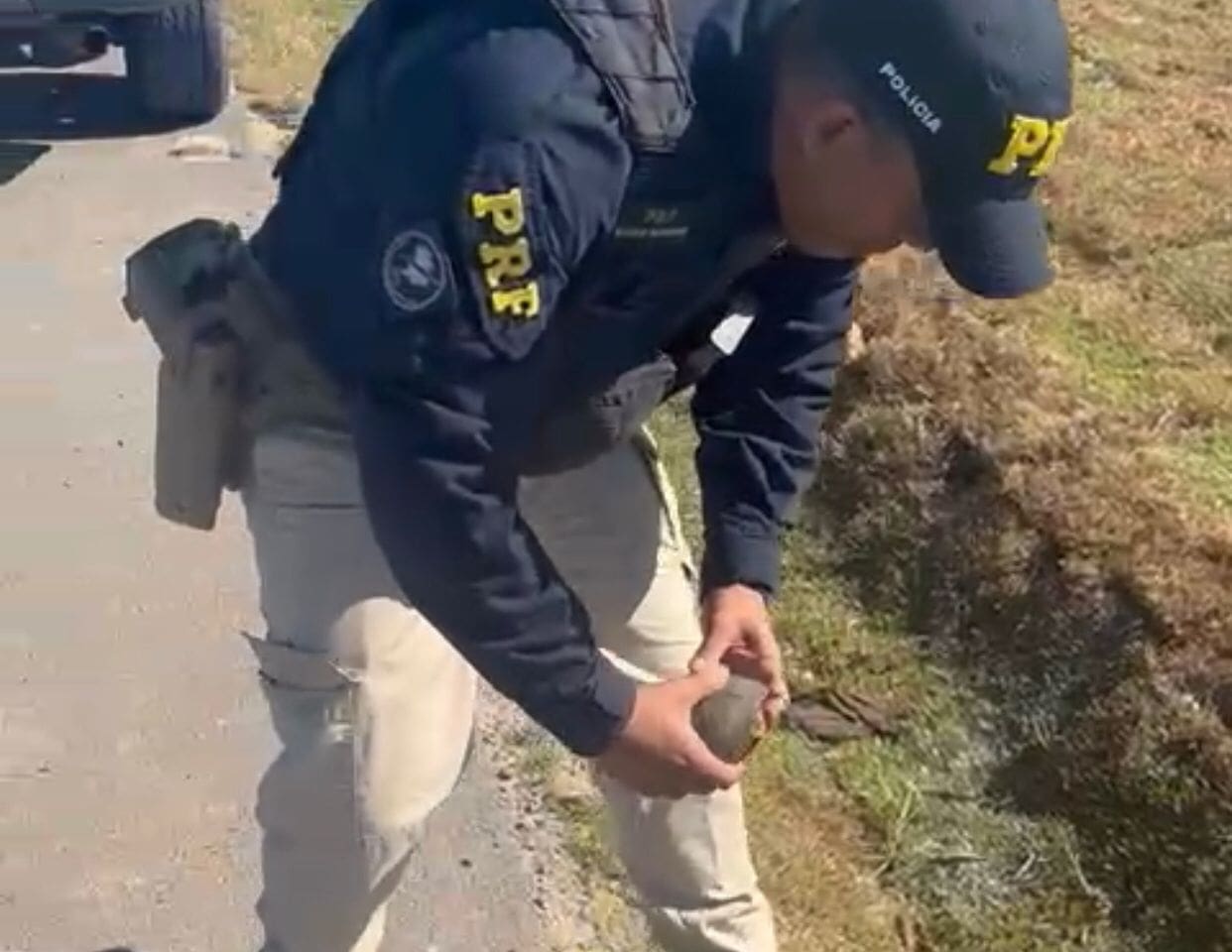 Vídeo: tartaruga é resgatada na BR-470 em Gaspar