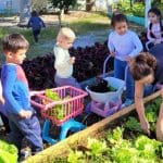 Horta em escola enriquece alimentação dos alunos em Balneário Camboriú