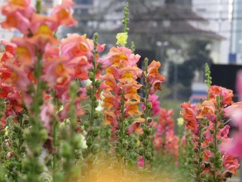 Flores de inverno começam a colorir e embelezar diversos espaços de Brusque 