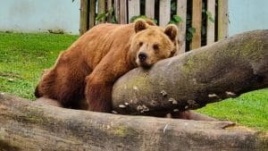 Sextou: saiba quem ganhou ingressos para visitar o Zoo Pomerode