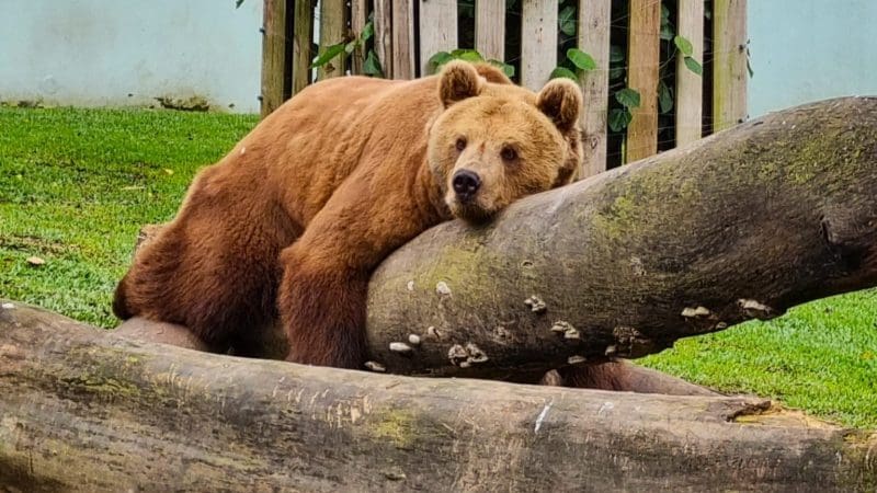 Sextou: saiba quem ganhou ingressos para visitar o Zoo Pomerode