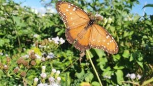 Unifebe se destaca no Desafio Mundial da Natureza Urbana