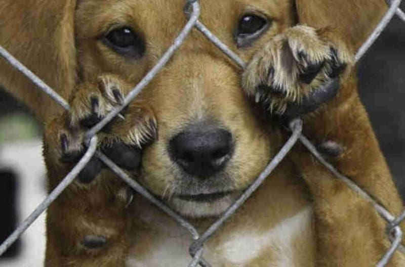 Justiça condena homem que abusou sexualmente de animal em Brusque