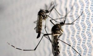 Dengue: Brusque chega a 112 casos confirmados no ano