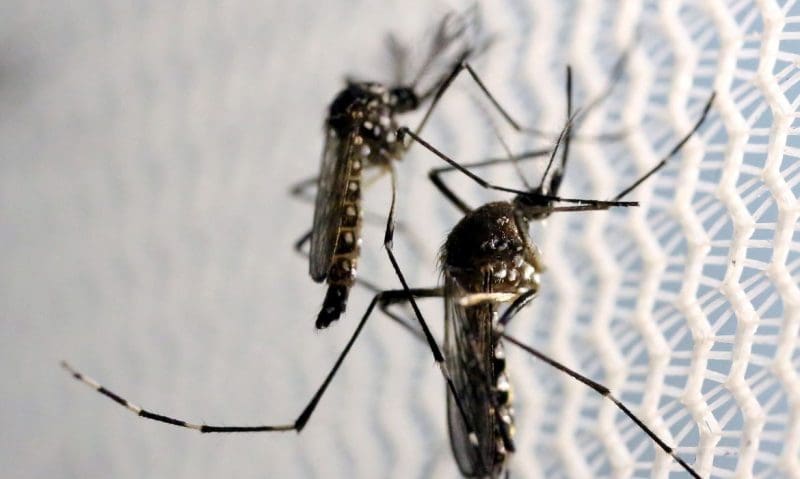 Brusque chega a 117 casos de dengue no ano